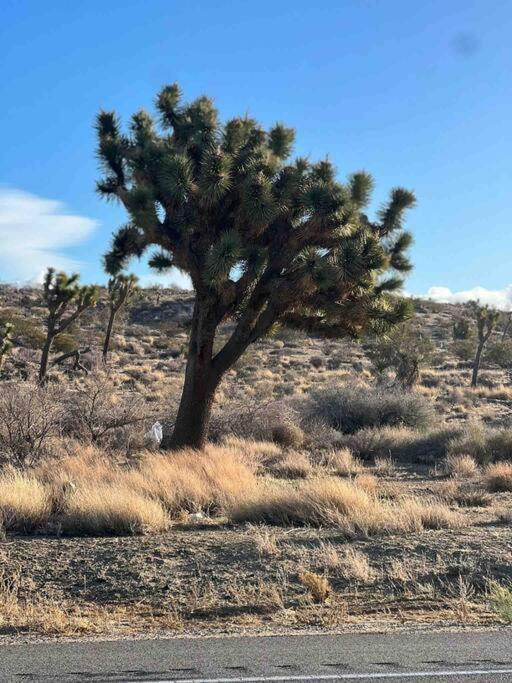 Joshua Tree National Park - Cozy Palms Getaway Apartment Twentynine Palms Luaran gambar